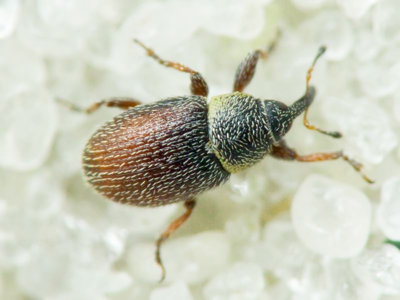 Mecinus plantaginis (Eppelsheimer, 1875)